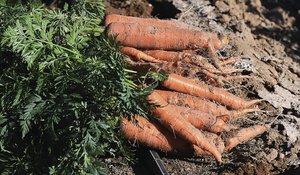 Carrot products recalled in Canada, U.S., over E. coli concerns