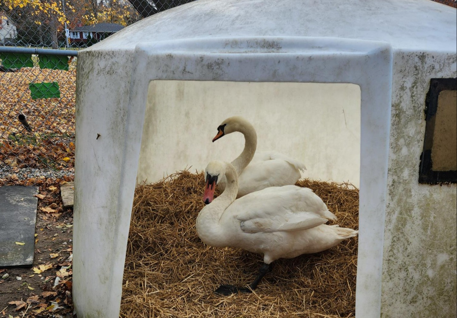 Otis and Ophelia move to winter home in Elora