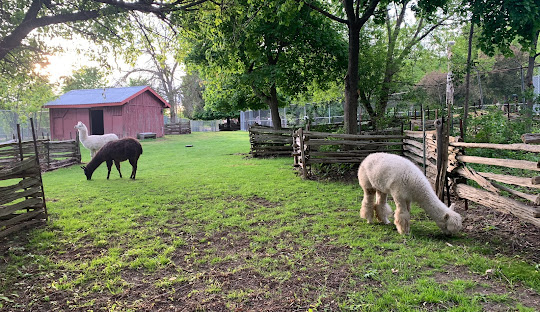 Public input says animals at Eby Farmstead should be moved on, two-acre space in Waterloo Park repurposed