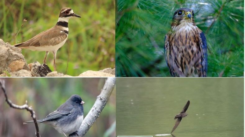 Vote on Kitchener's official bird