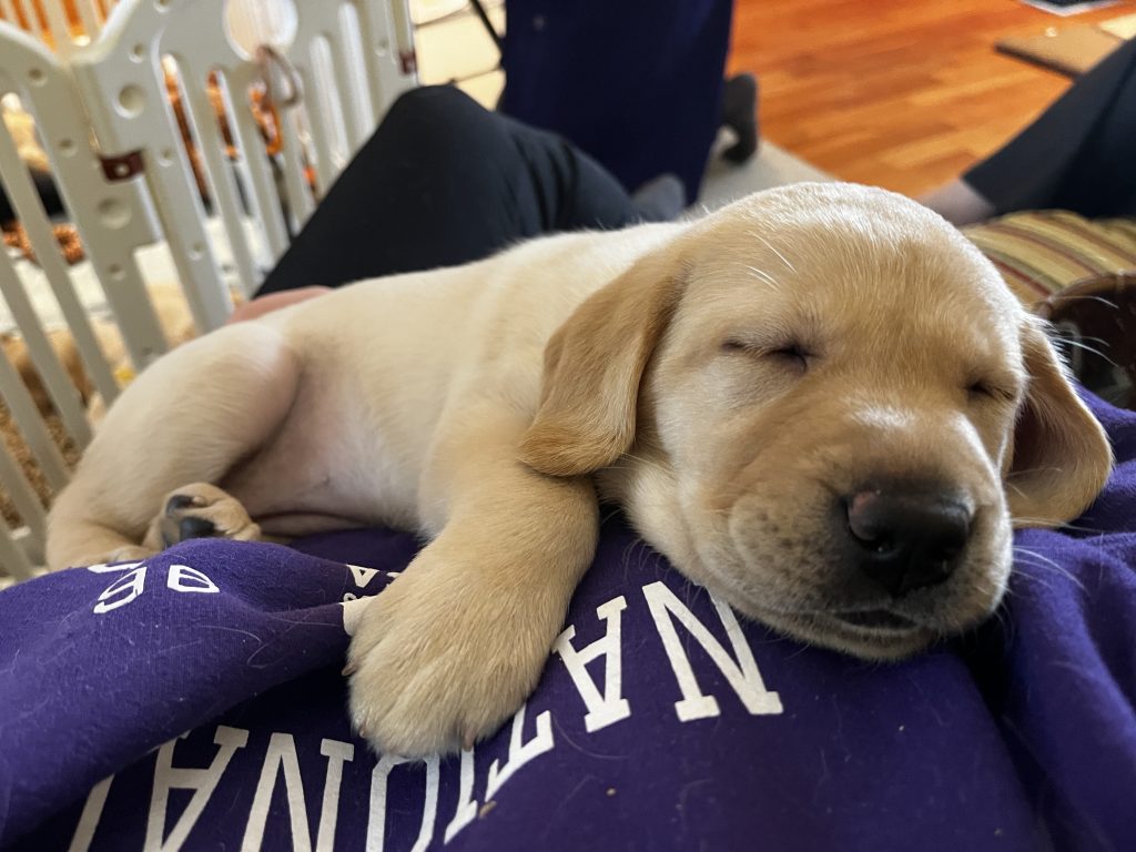 National Service Dogs looking for help raising puppies