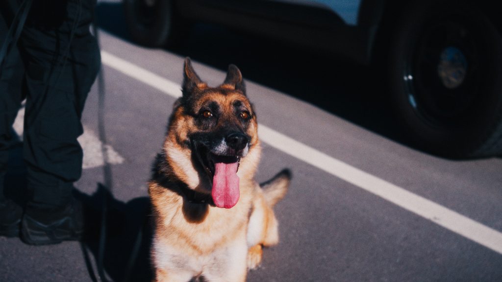 'He's made me proud': WRPS dog Ranger retiring