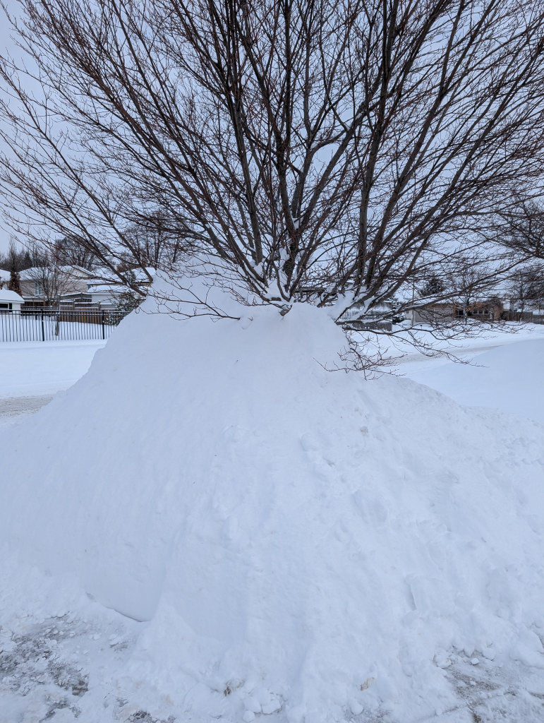 Snow covering most of a tree