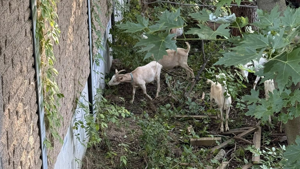 Goats munching on vegetation at a highway sound barrier wall