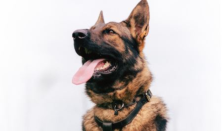 WRPS PSD Bauer