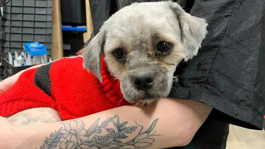 One of the rescued puppies receiving care from Pawsitively Furever. (Pawsitively Fureve Facebook)