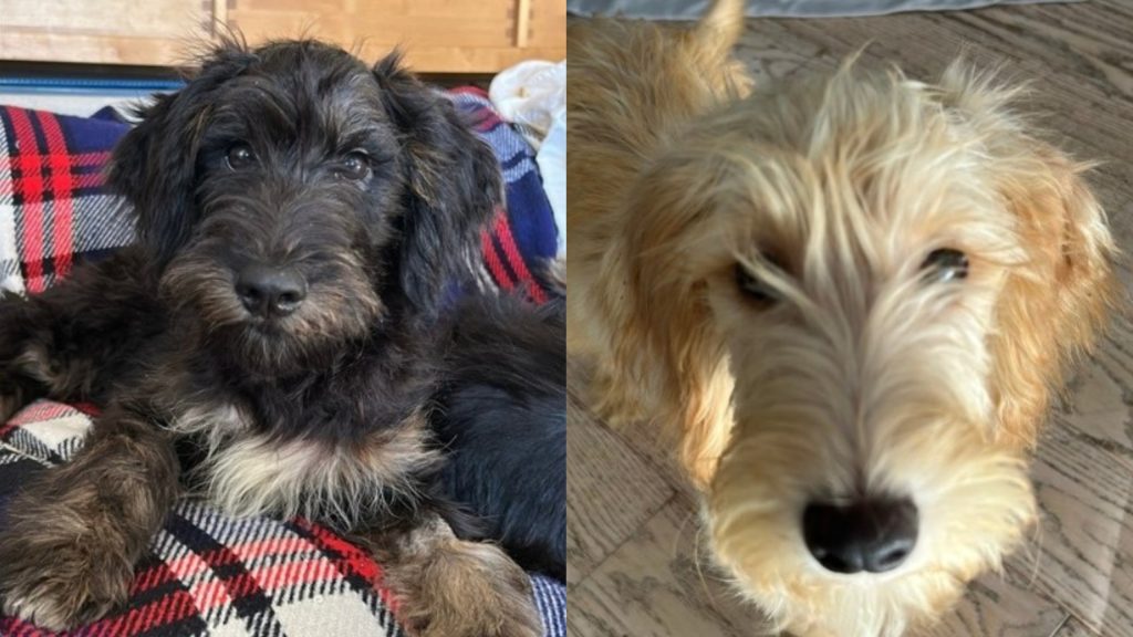 Springer (left) and Addie are two pups defying the odds at the Guelph Humane Society. (GHS)