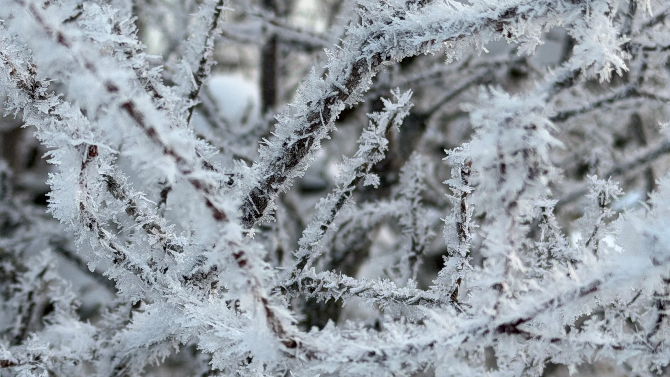 Cold snap and blowing snow continue to impact Waterloo Region