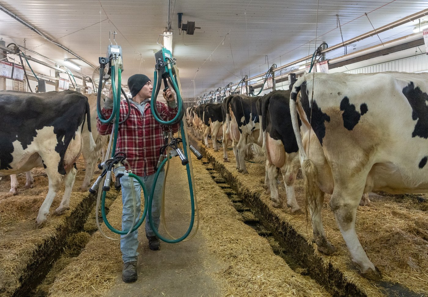 What’s the deal with 6% fat milk, newly on the market in Ontario?