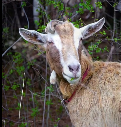 Goat