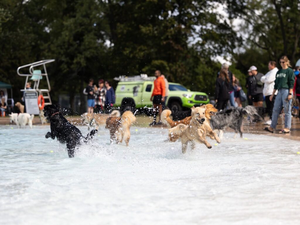Dogs at the Dash and Splash