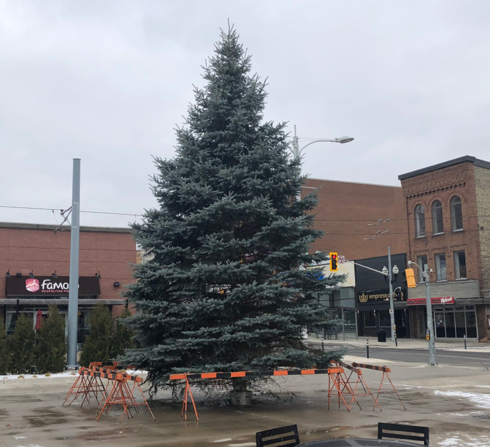 Christmas tree now up in Waterloo Public Square (update) CityNews Kitchener