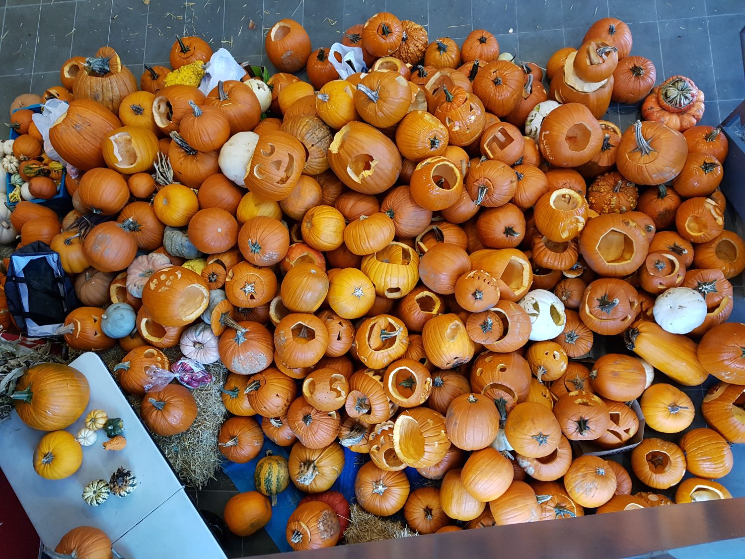 Your pumpkin can help feed animals at sanctuaries in the area